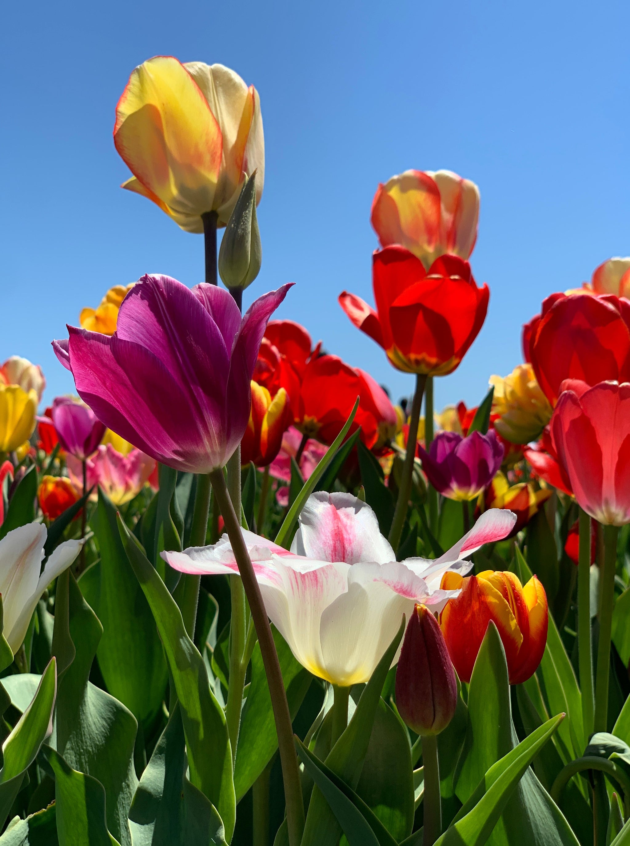 Tulipman Surprise Mix - 50 per bag – Wicked Tulips Flower Farm, image size:2048x2747