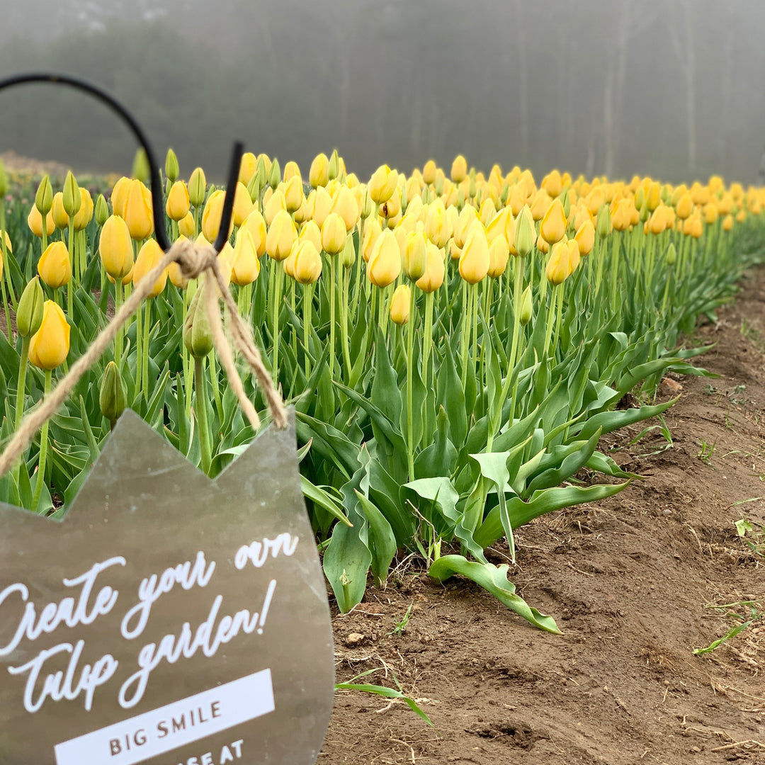 Big Smile Tulip - 25 per bag
