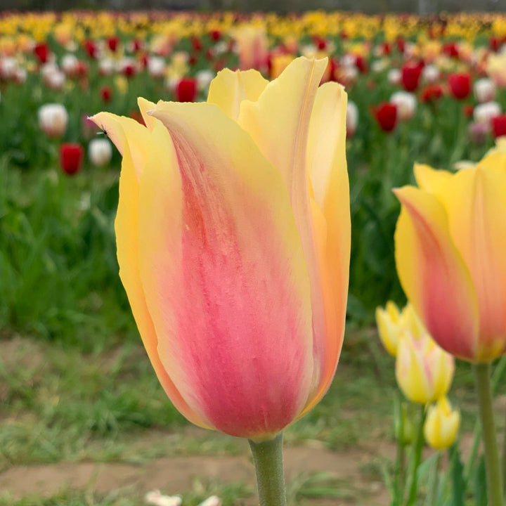 Blushing Lady Tulip - 25 per bag