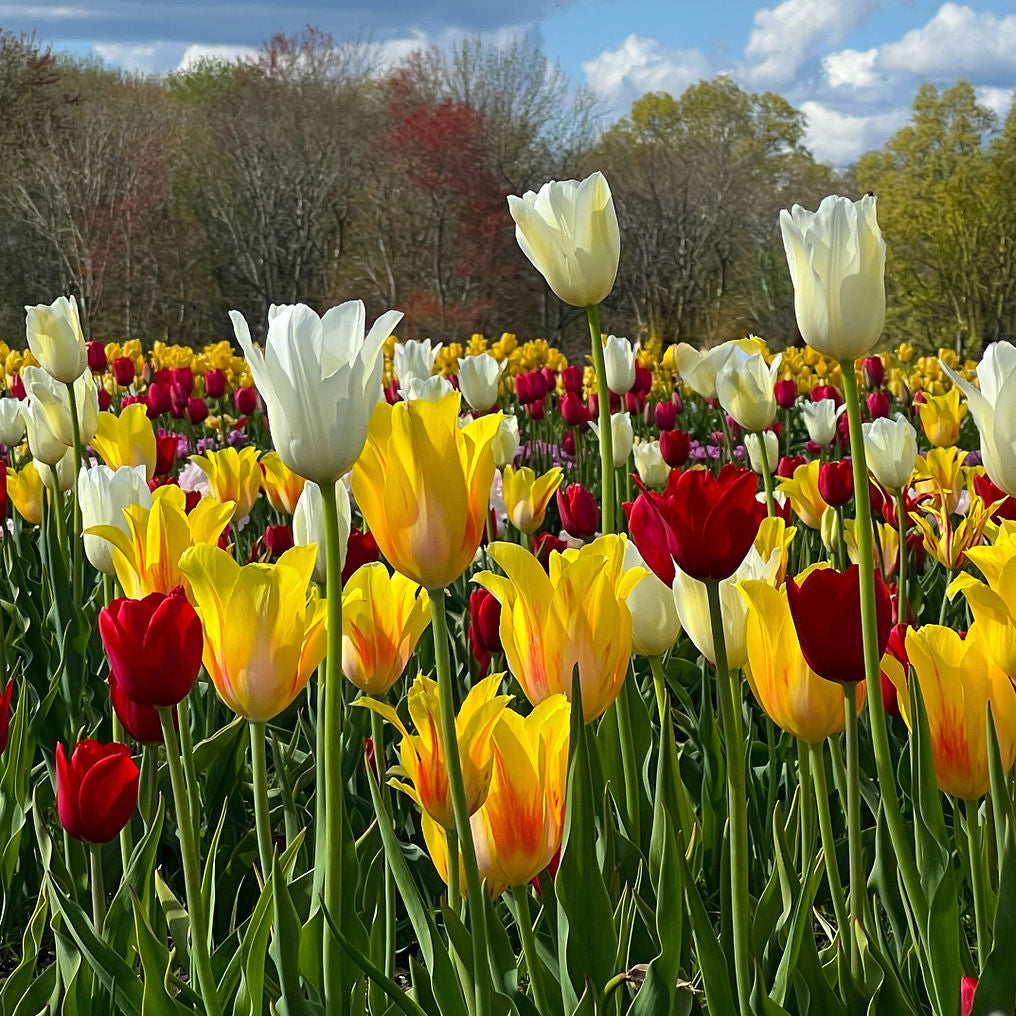 Tulipman Bulb Mix from Wicked Tulips! [photo by Meredith Albright]