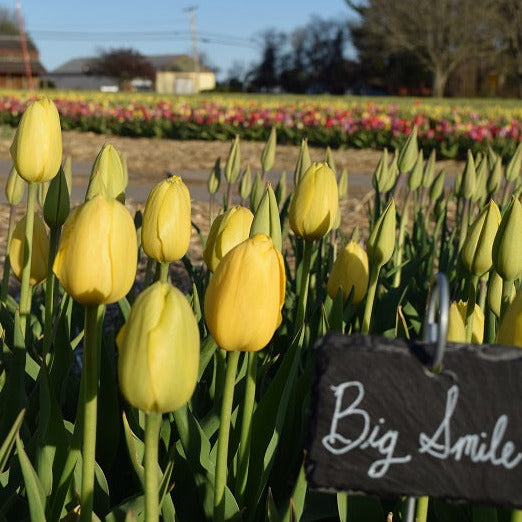 Big Smile Tulip - 25 per bag
