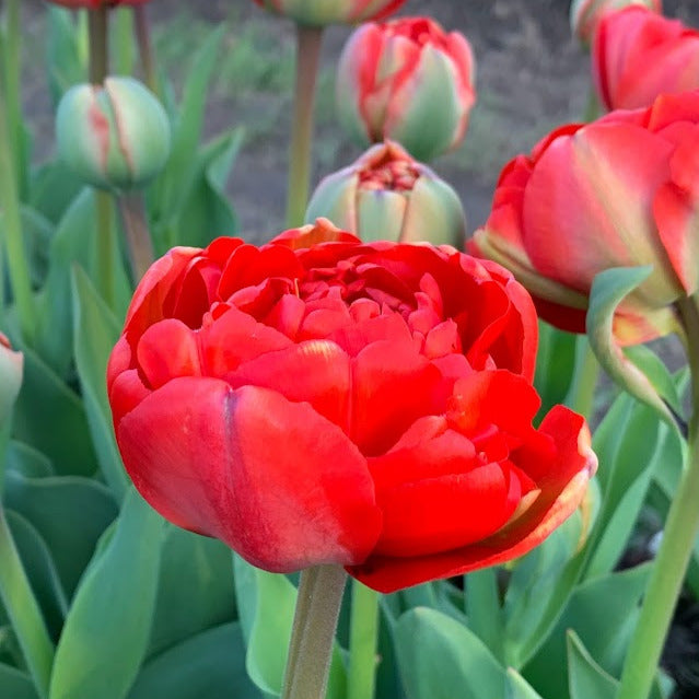 Miranda Tulip - 25 per bag